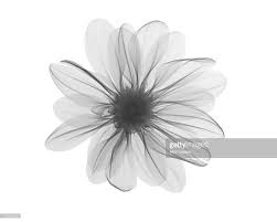 Google Image Result For Https I Pinimg Com Originals 5d 33 98 5d3398285fb36a9f458969a7ccb19717 Jpg Aster Flower Tattoos Aster Tattoo Daisy Tattoo