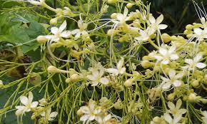 Image result for Dolichandrone alba