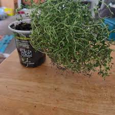 Image result for Croton polytrichus