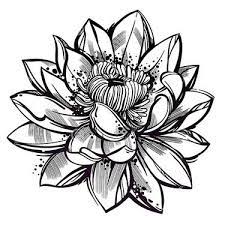 Lotus flower tattoo line drawing. 34 Mind Blowing Sketch Style Tattoo Designs Lotus Flower Tattoo Design Sketch Style Tattoos Flower Tattoo Designs