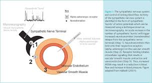 Image result for Sympathetic Nervous System