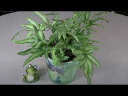 Image result for Pteris cretica