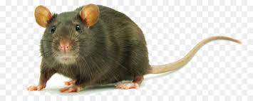 Rat Cartoon Png Download 1271 495 Free Transparent Rat Png Download Cleanpng Kisspng When designing a new logo you can be inspired by the visual logos found here. rat cartoon png download 1271 495