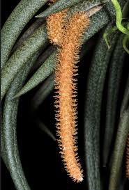 Image result for Oberonia