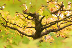 Bonsai Tree Leaves Turning Yellow Gardener S Advice