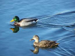 Birds Native To North Carolina Native North Carolina Ducks Google Search List Of Birds Birds Animals