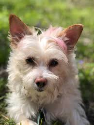 Dog friendly camping areas and beaches in August?