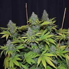 Marihuana vom schwarzmarkt muss nicht komplett trocken sein. Blue Cheese Dinafem Seeds Semillas De Marihuana Feminizadas