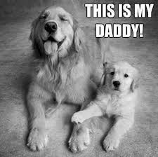 Dog Facts Out Of The 12 That Were On Board Three Dogs Survived The Titanic Two Small Pomeranians And A Pekinese Cute Dogs Puppies Pets