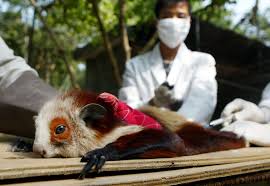 A Few Interesting Facts About Flying Squirrels Mnn