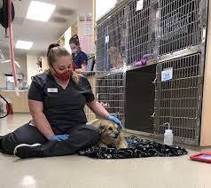 Vet used mix of alcohol/boric acid/gentian violet but it irritated them and made it that much harder for me to put anything in. Oregon Veterinary Clinics Resume Non Emergency Procedures But Pet Care Is A Long Way From Business As Usual Amid Coronavirus Crisis Oregonlive Com