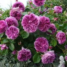 Perfume Flower Circus Floribunda Rose Bred By Kordes And Sons Flowers Rose Lavender Flowers