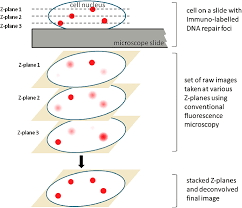 Foci is a wearable that tracks your cognitive states based on your . Diagram Of A Cell With Foci And An Imaging Principle Nuclear Depth Download Scientific Diagram