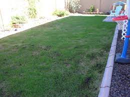 Some water is a good thing to do to ensure a healthy return in spring. 5 Ways To Water Right This Winter Town Of Gilbert Arizona