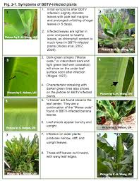 Aphididae), and its associated insects in the banana plantations. Chapter Ii Key Pests And Pathogens Of Banana Bbtv