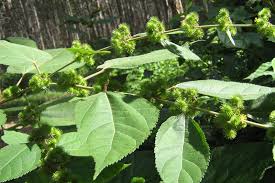 Image result for Triumfetta cordifolia