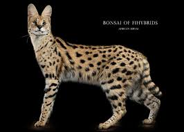 It requires a large, outdoor enclosure and an exotics vet. Serval Cat Bonsai