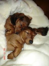 After 16 weeks of age, you can begin to walk your dog in public. Dachshund Puppies Sleeping By Ladythalia On Deviantart Dachshund Puppies Sleeping Puppies Dachshund