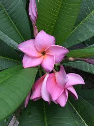 Purple Jack Plumeria 2017 Plumeria Plants Purple