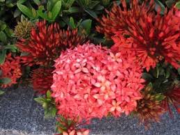Image result for Ixora seretii