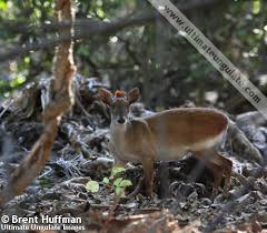 Image result for Agelanthus djurensis