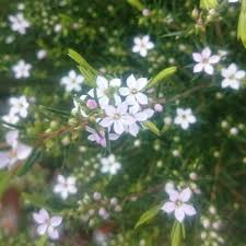 Check spelling or type a new query. Coleonema Pulchrum Sunset Gold Syn Diosma Ericoides Sunset Gold Diosma Sunset Gold Uploaded By Laineyg