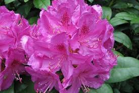 Rozanecznik Anah Kruschke Rhododendron In 2020 Flowers Rhododendron Plants