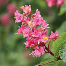 Image result for Brownleea parviflora