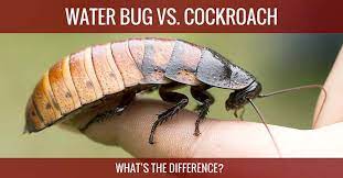 Bugs are quite easy to kill. Water Bug Vs Cockroach 7 Differences How To Identify Them Pest Wiki