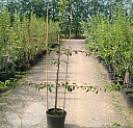 Heirloom fruit tree nursery grounded in organically grown apple trees. Trained Fruit Trees For Sale Buy Espaliers Fan Trained Trees