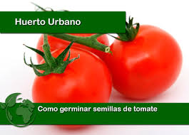 2.2 ¿qué semillas no se pueden germinar? Germinar Semillas De Tomate Todoparatuhuerta Com