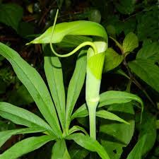 Aka arisaema helleborifolium, whipcord cobra lily. Arisaema Tortuosum Seeds Whipcord Cobra Lily Plant World Seeds