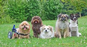 A dog of this age with sudden onset of seizures likely has a congenital problem, infection with parasites such as neospora, infection with a virus such as canine distemper or rabies, or toxin exposure. Epilepsy In Dogs Symptoms Treatment Handling Dog Seizures