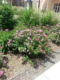 Pin On Flower Fetish