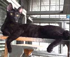 The black smoke is closely related to the silver because is has a white ground color at the skin line. Savannah Cat Pictures By Color And Pattern Savannah Cat Photos Smoke Savannah Cat Melanistic Savannah Cat Silver Savannah Cat Blue Spotted Savannah Cat Marble Savannah Cat Tica S Official Savannah Breed Section