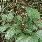 Image result for Heisteria parvifolia