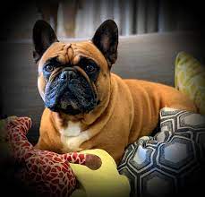 Advertise, sell, buy and rehome french bulldog dogs and puppies with pets4homes. Esmari Kennels French Bulldogs French Bulldogs South Africa