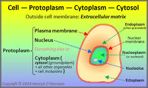 Animal cell structures, functions & diagrams. What Are The Parts Of An Animal Cell And Its Functions Quora