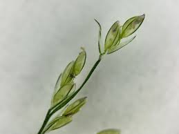 Image result for Leptochloa panicea