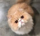 Persian Cat Names - Female and Male Ideas