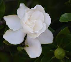 Our First Gardenia Bloom In 2020 Bloom Gardenia Flowers