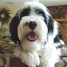 Tibetan Terrier Photos Pictures Tibetan Terriers Tibetan Terrier Terrier Cute Dogs