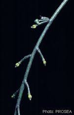 Image result for Chasmanthera dependens