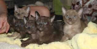 Read about the burmese cat breed including facts, history, personality traits, and what it's like to live with one. Qwan Yinn Traditional Burmese Home