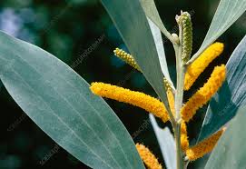 Image result for Acacia auriculiformis