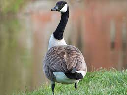 Savvy birders can easily protect bird feeders from deer without distressing any wildlife. Geese In The Garden Controlling Geese In The Home Garden