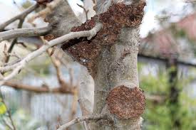 Image result for Rhizobium radiobacter, syn. Agrobacterium tumefaciens