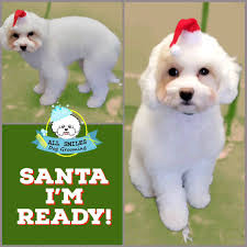 All Smiles Dog Grooming