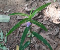 Image result for Cyanotis axillaris