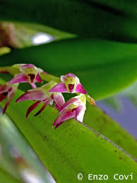 Image result for Bulbophyllum josephi